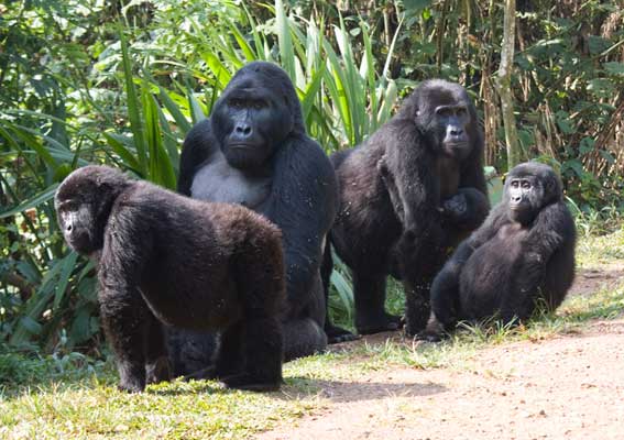 У США на коронавірус захворіли вісім горил