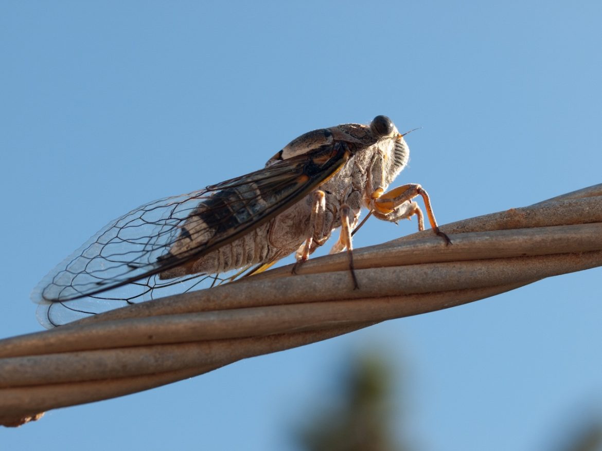 Після 17 років сну у США заполонили мільярди цикад