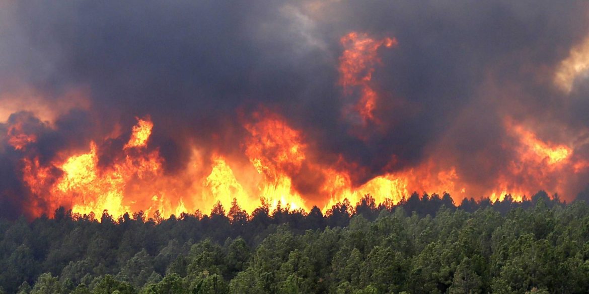 У США лісові пожежі охопили вже 12 штатів