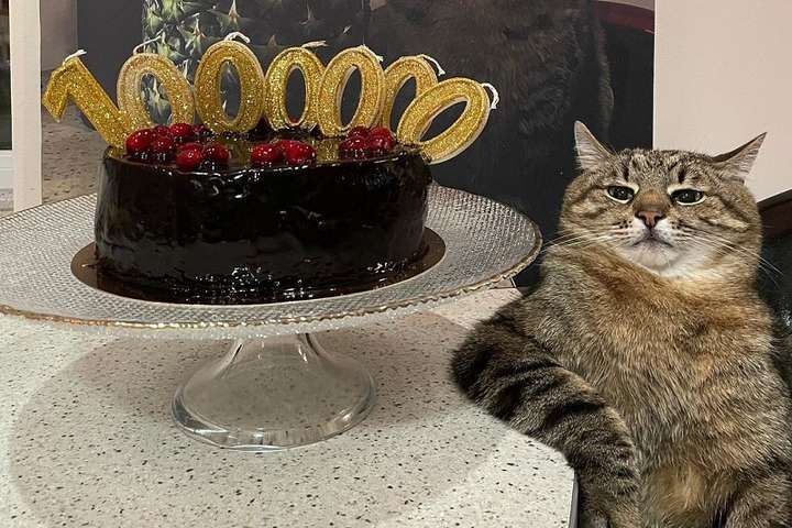 Український котик, якого прорекламувала Брітні Спірз, набрав мільйон підписників