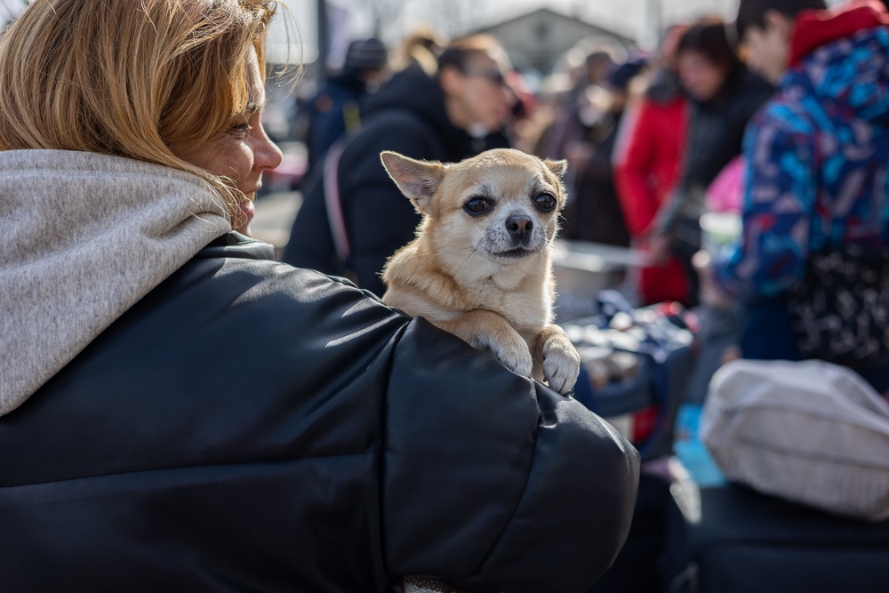 “Найскладніший бар’єр”: США не приймають собак, які приїхали з українськими біженцями