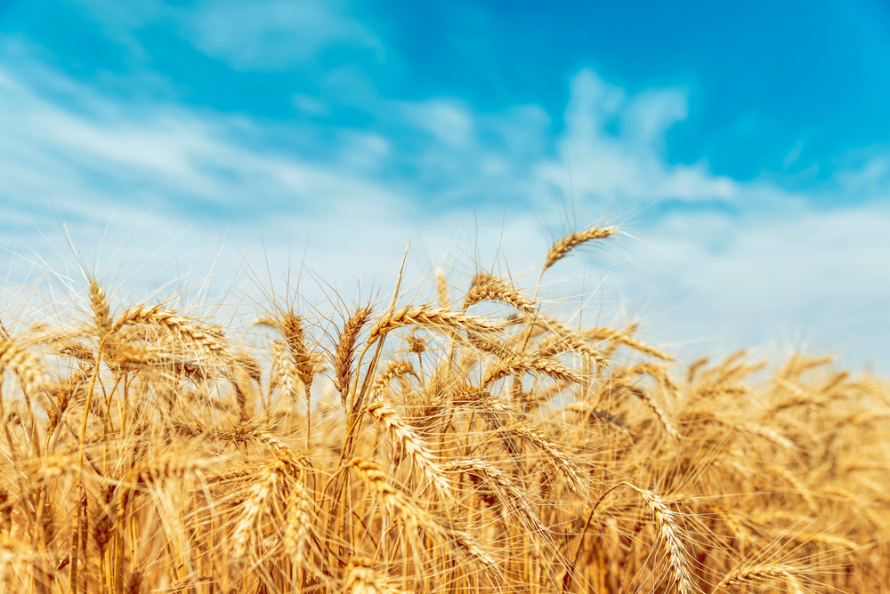 Байден обіцяє допомогти фермерам США компенсувати кризу врожаю в Україні