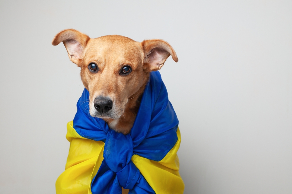 Товариство з Каліфорнії допомагає українцям перетнути кордон з домашніми тваринами
