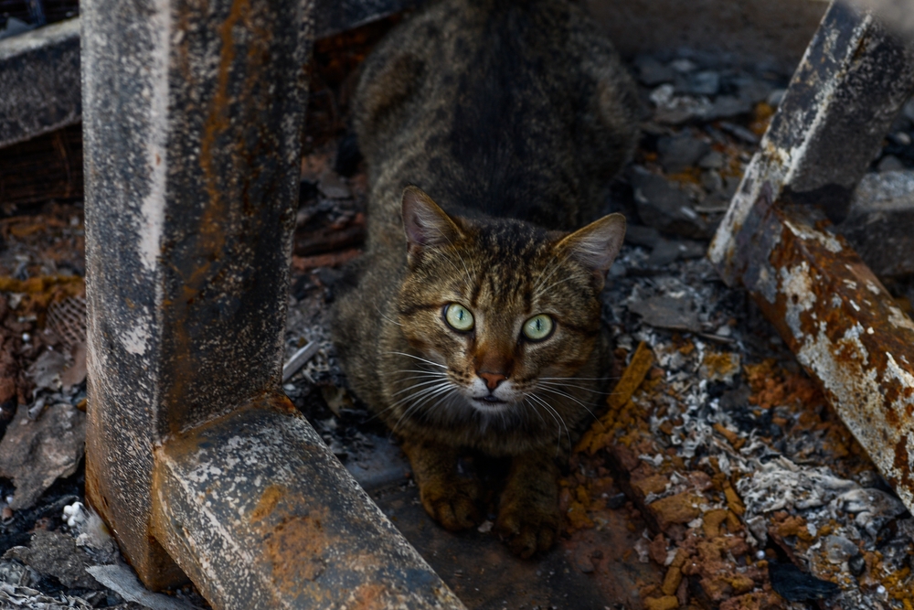 Волонтер із Північної Каліфорнії рятує тварин зі зруйнованих будинків в Україні