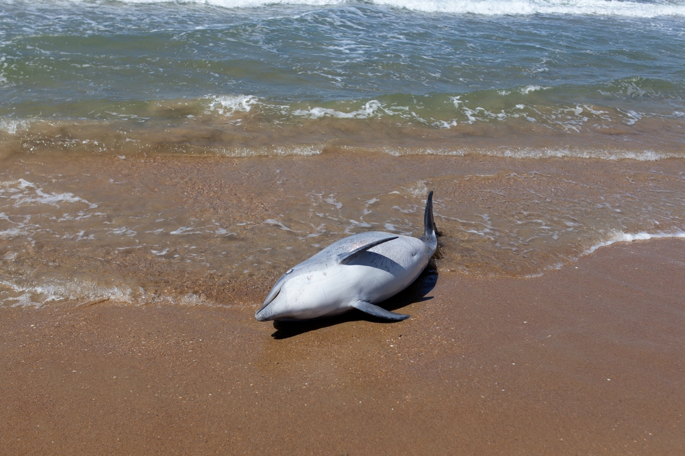 Україна внесла вбивство дельфінів до списку військових злочинів РФ