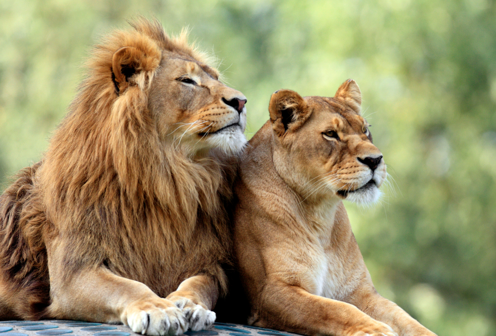 Дев’ять левів із зоопарку Одеси подолали довгий шлях до нового життя у США