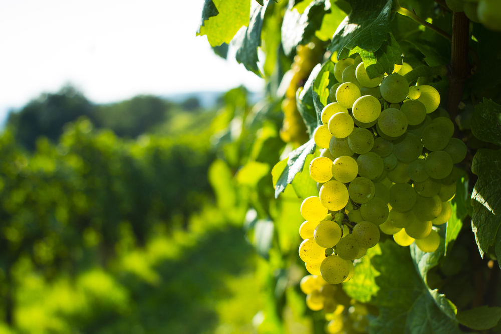 Організація з Bay Area перетворить мінні поля України на виноградники