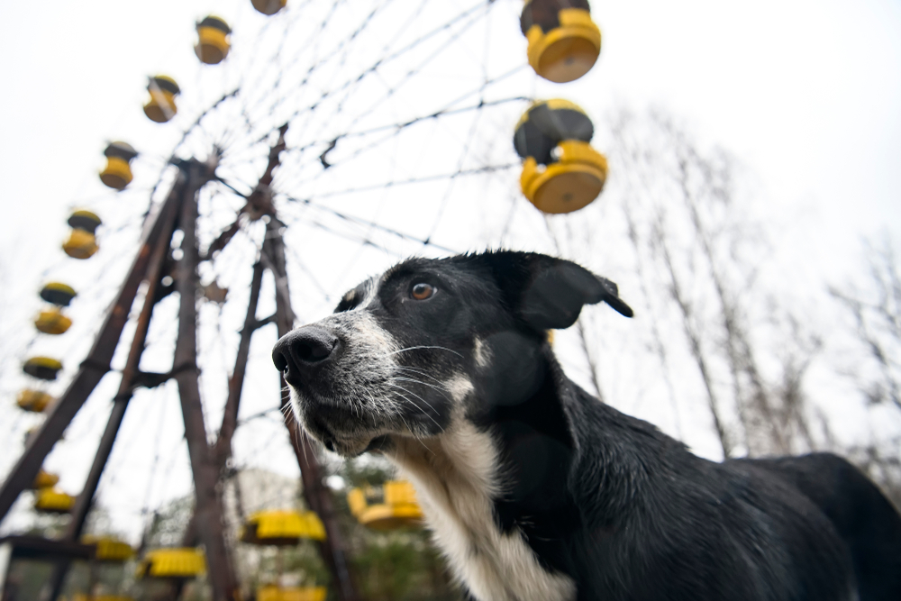 Дослідники з США вивчають собак, що живуть у Чорнобилі: чому це важливо