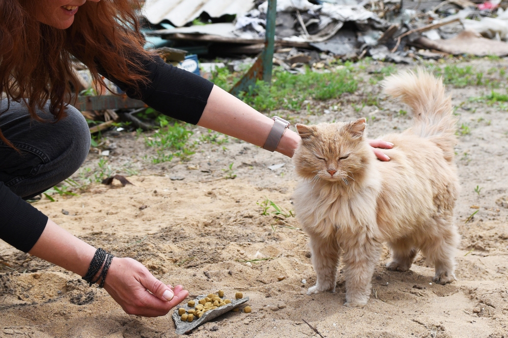 Українські ветеринари ризикують життям, піклуючись про тварин у зоні бойових дій