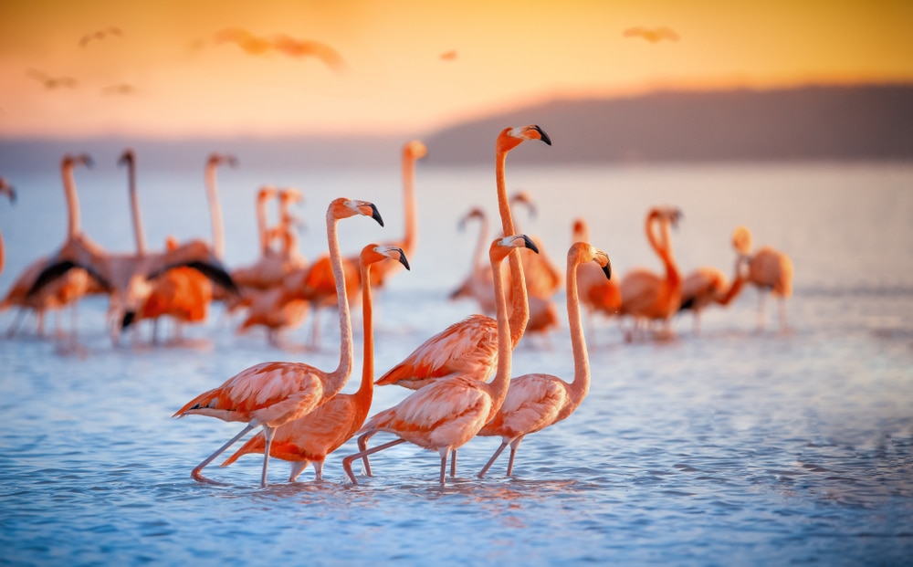 Незламні птахи: на Одещину прилетіло понад 1000 рожевих фламінго. Фото