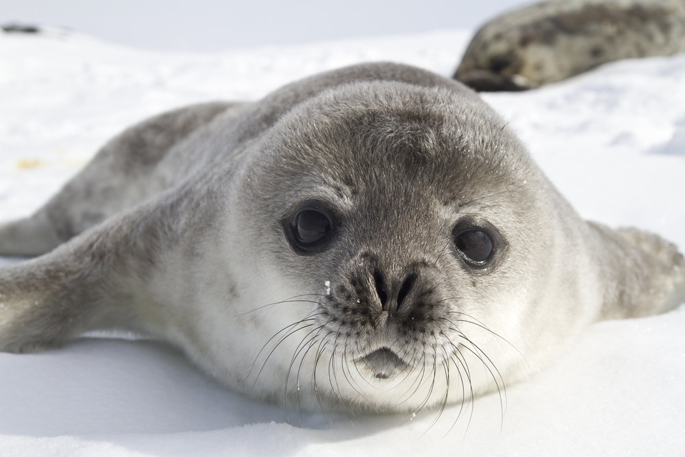 Біля української антарктичної станції народилося п’ятеро тюленят