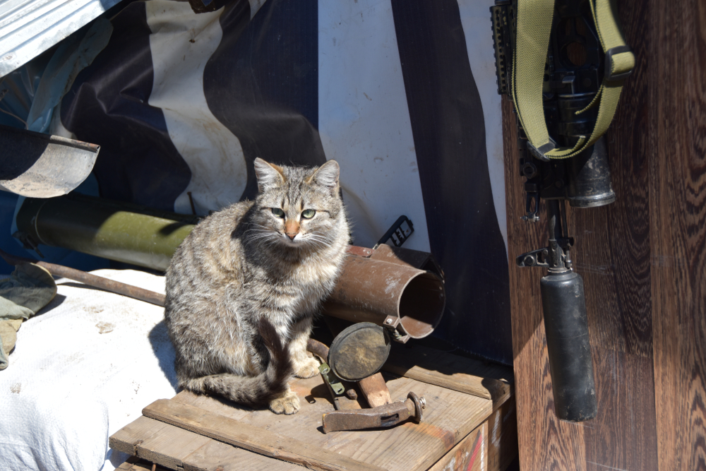 Українські коти допомагають захисникам та захисницям на фронті