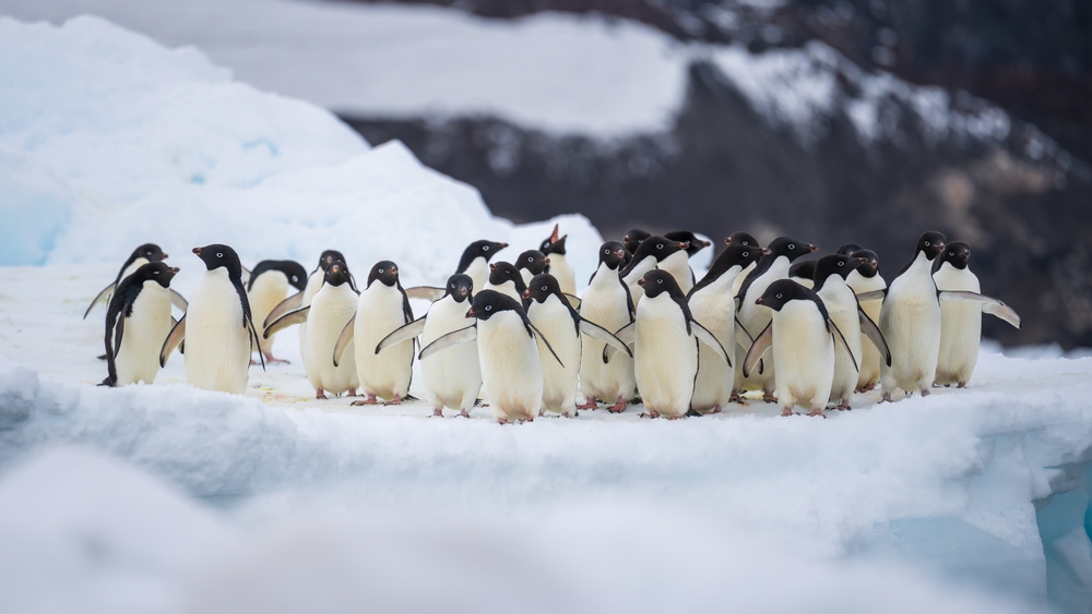 Українські полярники нарахували рекордну кількість пінгвінів біля «Вернадського»