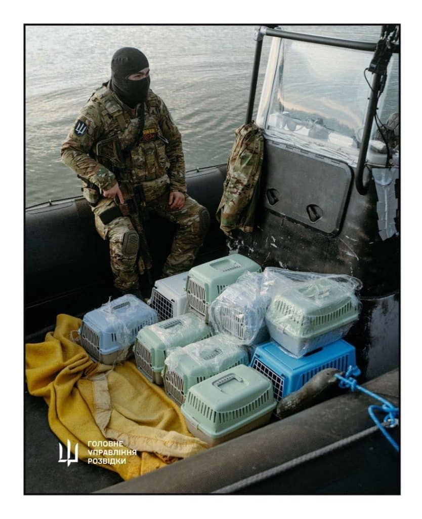 Острів Зміїний, котики та герої: спецоперація ГУР врятувала 15 тварин. Фото Острів Зміїний, котики та герої: спецоперація ГУР врятувала 15 тварин. Фото