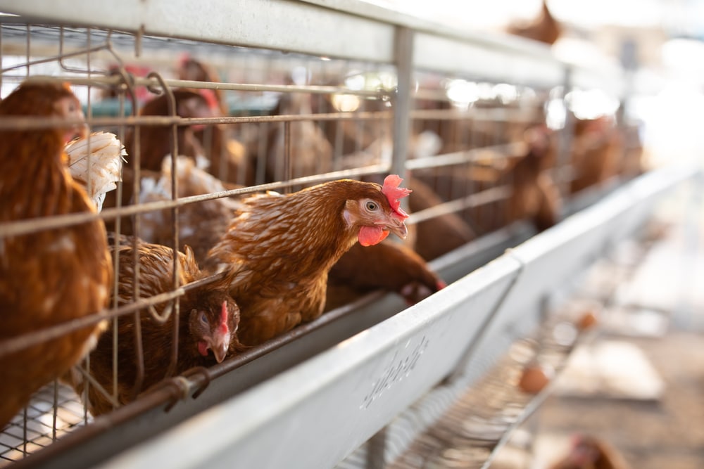 Пташиний грип H5N1 мутує: чи загрожує світу нова пандемія?